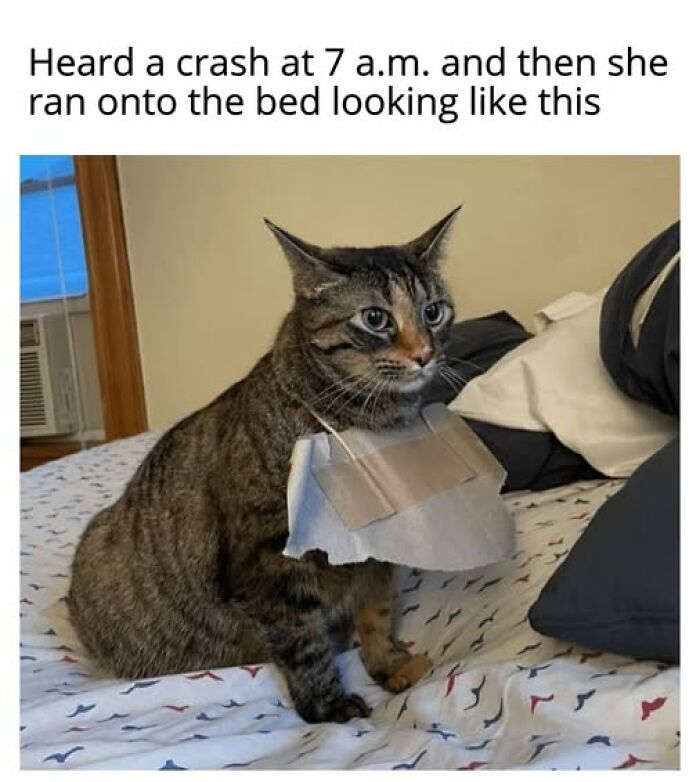 67 Entertaining Cat Memes That Prove The World Would Be A Boring Place Without Them