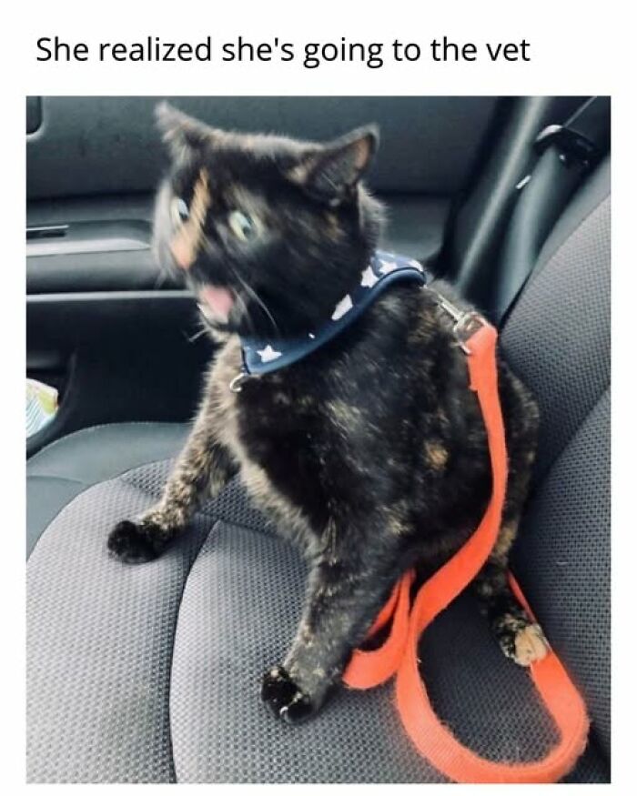 67 Entertaining Cat Memes That Prove The World Would Be A Boring Place Without Them