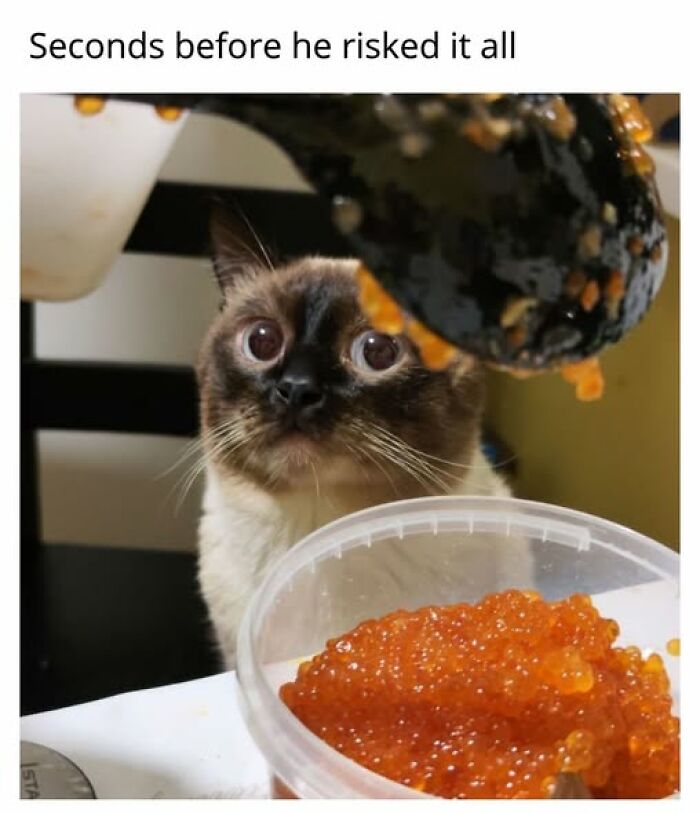 67 Entertaining Cat Memes That Prove The World Would Be A Boring Place Without Them