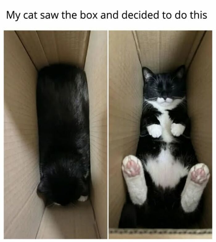 67 Entertaining Cat Memes That Prove The World Would Be A Boring Place Without Them