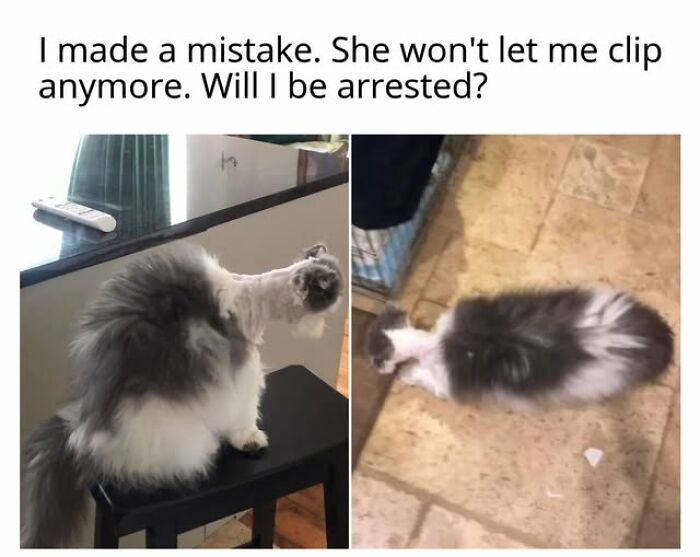 67 Entertaining Cat Memes That Prove The World Would Be A Boring Place Without Them