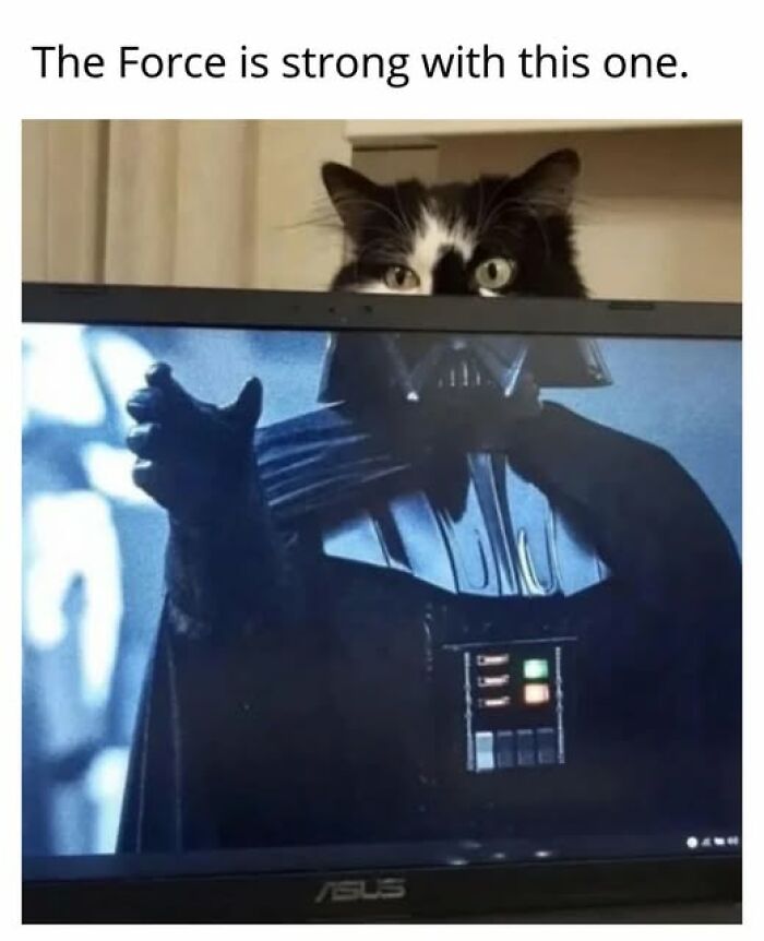 67 Entertaining Cat Memes That Prove The World Would Be A Boring Place Without Them
