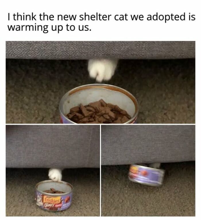 67 Entertaining Cat Memes That Prove The World Would Be A Boring Place Without Them