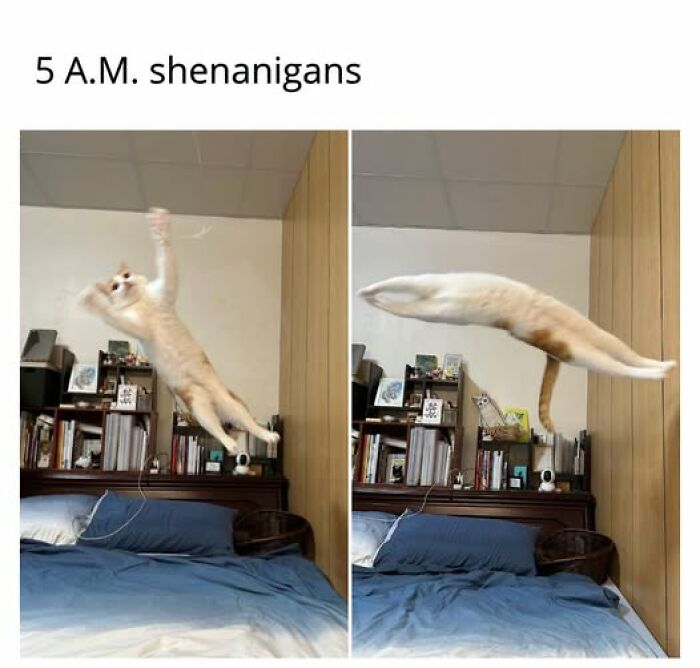 67 Entertaining Cat Memes That Prove The World Would Be A Boring Place Without Them