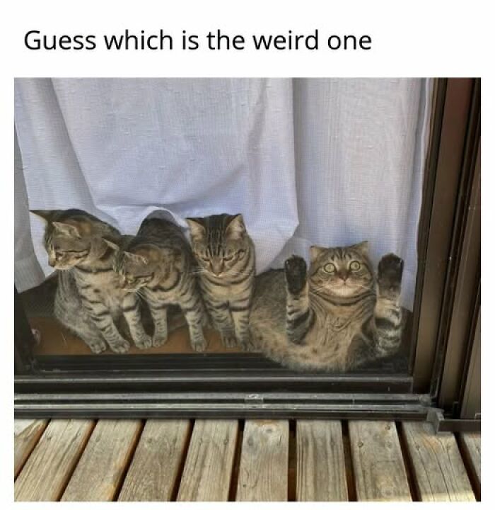 67 Entertaining Cat Memes That Prove The World Would Be A Boring Place Without Them