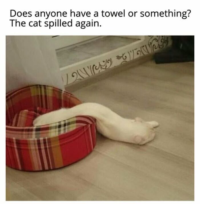 67 Entertaining Cat Memes That Prove The World Would Be A Boring Place Without Them