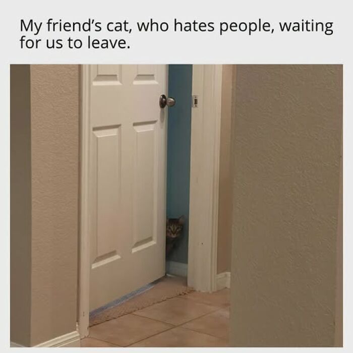 67 Entertaining Cat Memes That Prove The World Would Be A Boring Place Without Them