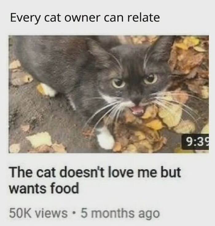 67 Entertaining Cat Memes That Prove The World Would Be A Boring Place Without Them