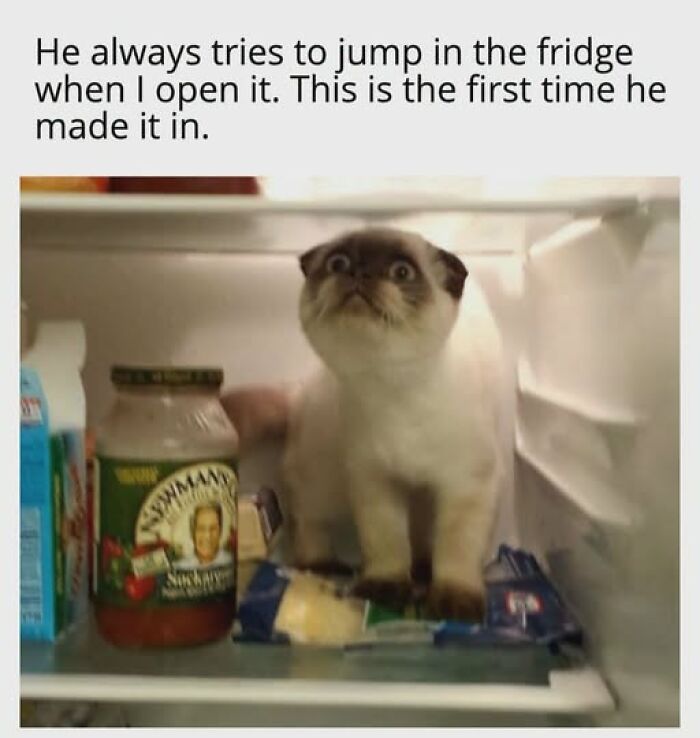 67 Entertaining Cat Memes That Prove The World Would Be A Boring Place Without Them