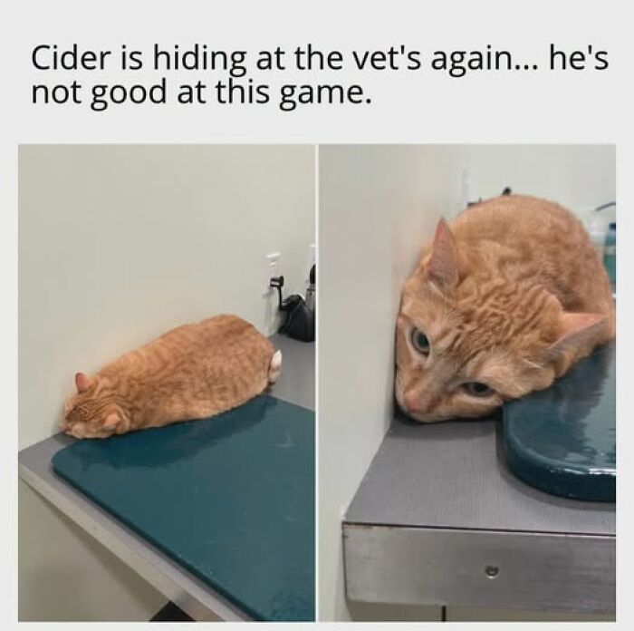 67 Entertaining Cat Memes That Prove The World Would Be A Boring Place Without Them
