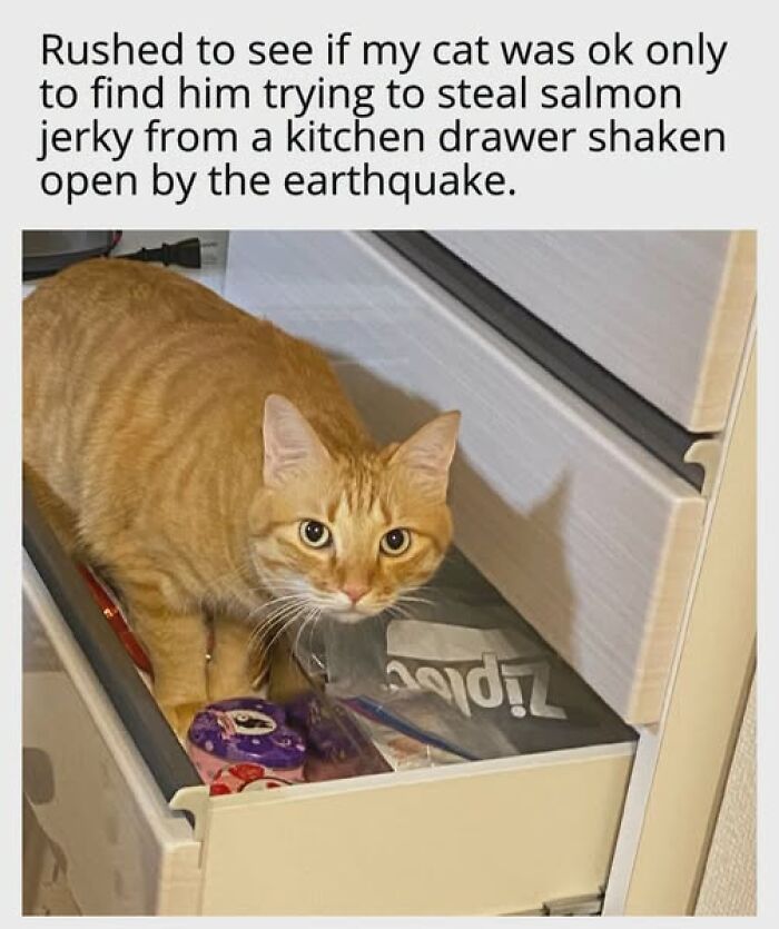 67 Entertaining Cat Memes That Prove The World Would Be A Boring Place Without Them