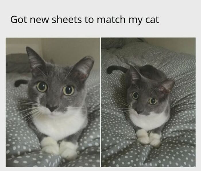 67 Entertaining Cat Memes That Prove The World Would Be A Boring Place Without Them