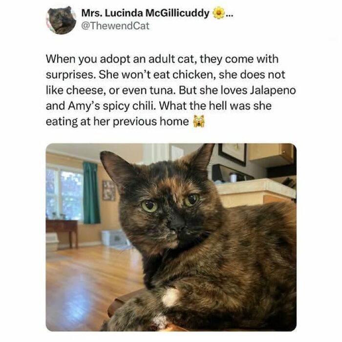 67 Entertaining Cat Memes That Prove The World Would Be A Boring Place Without Them