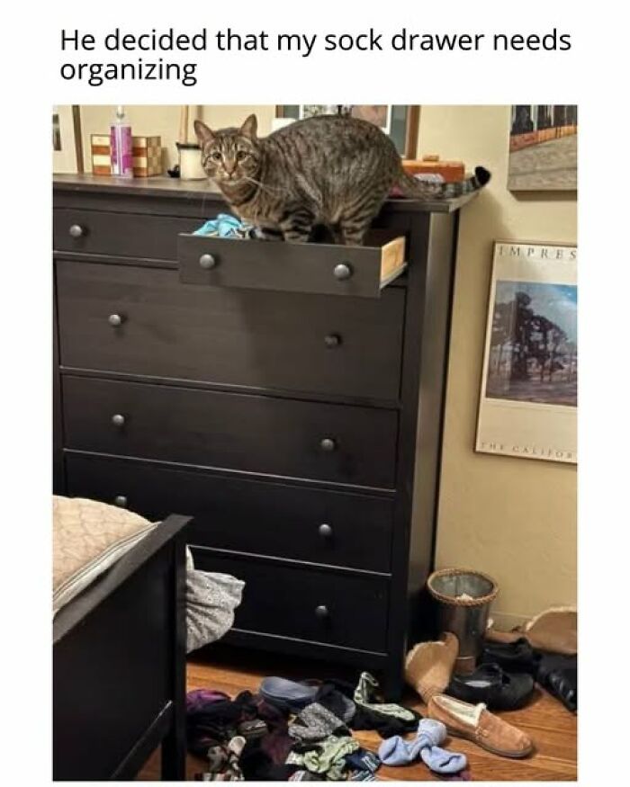 67 Entertaining Cat Memes That Prove The World Would Be A Boring Place Without Them