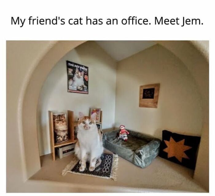 67 Entertaining Cat Memes That Prove The World Would Be A Boring Place Without Them