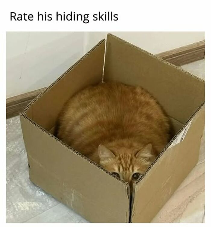 67 Entertaining Cat Memes That Prove The World Would Be A Boring Place Without Them