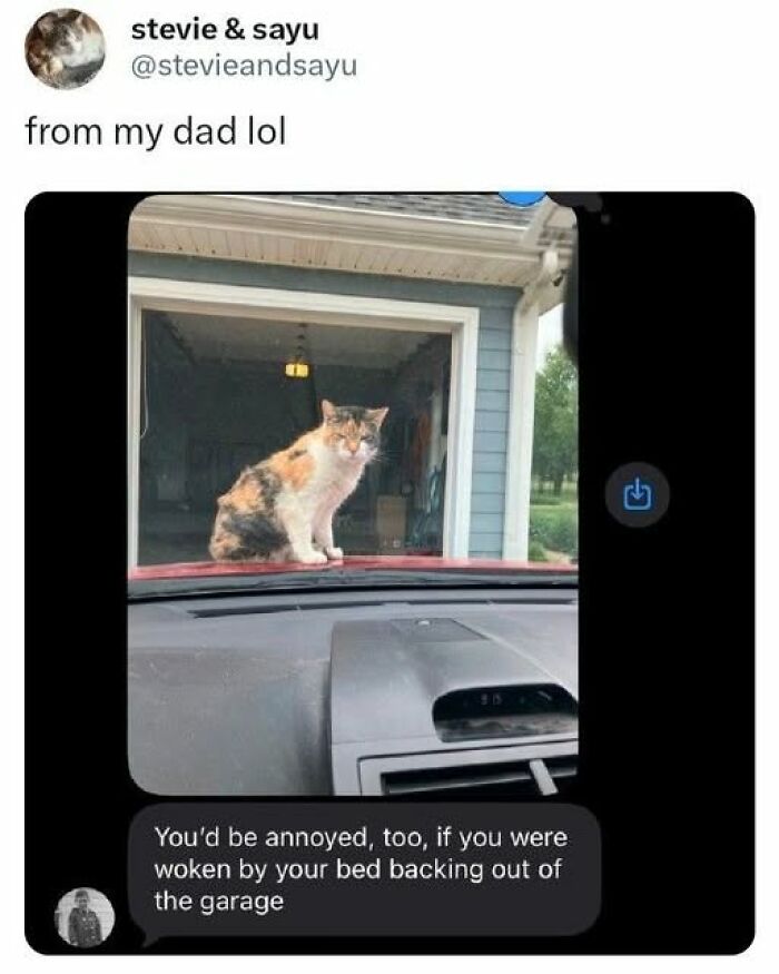 67 Entertaining Cat Memes That Prove The World Would Be A Boring Place Without Them