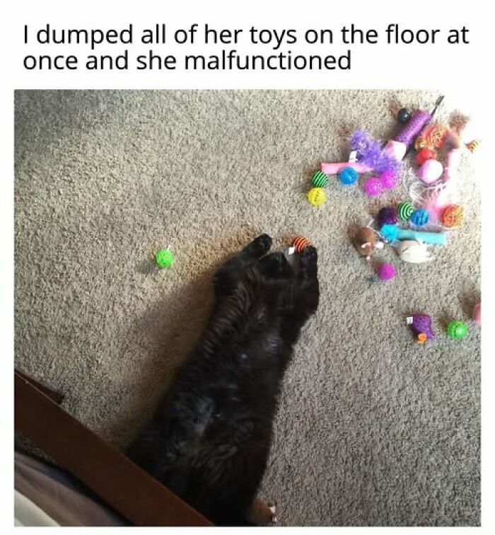 67 Entertaining Cat Memes That Prove The World Would Be A Boring Place Without Them