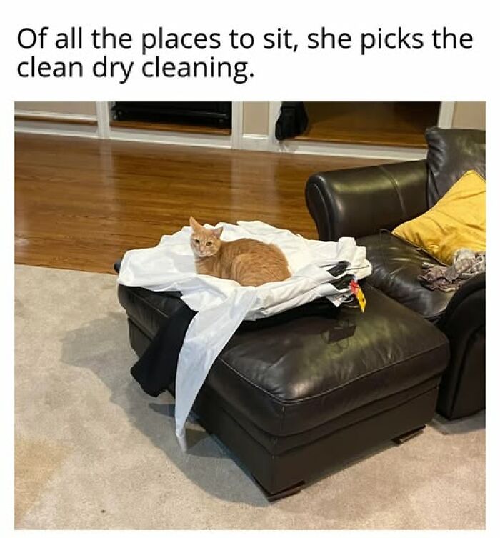 67 Entertaining Cat Memes That Prove The World Would Be A Boring Place Without Them