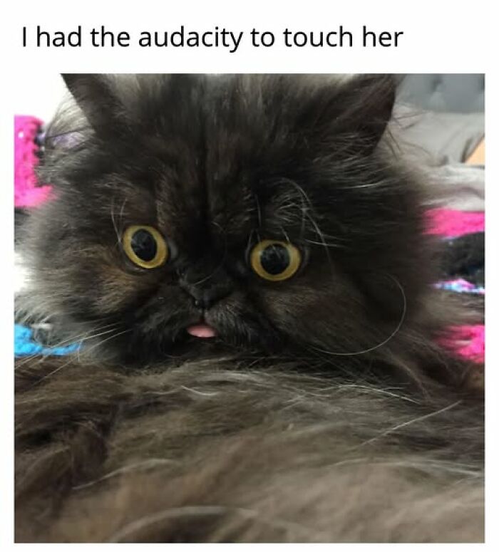 67 Entertaining Cat Memes That Prove The World Would Be A Boring Place Without Them