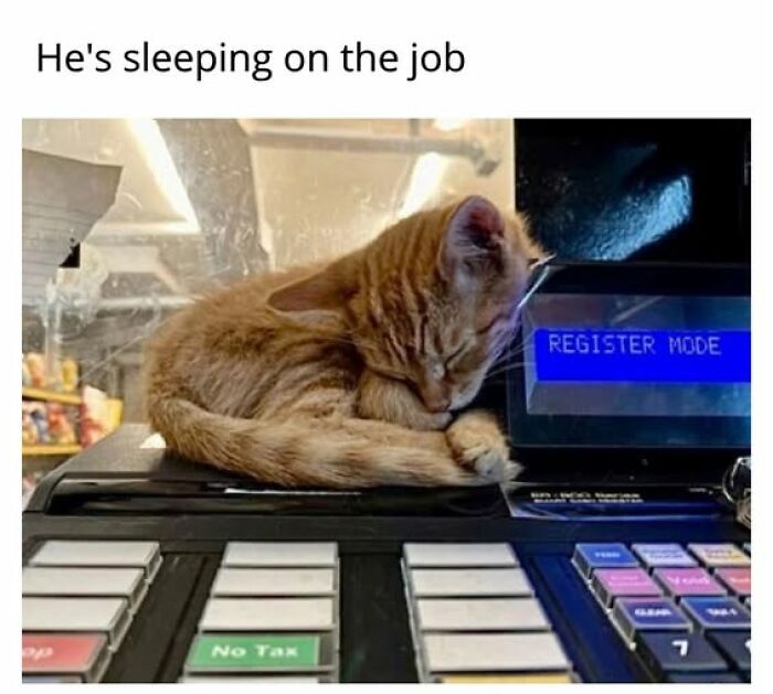 67 Entertaining Cat Memes That Prove The World Would Be A Boring Place Without Them