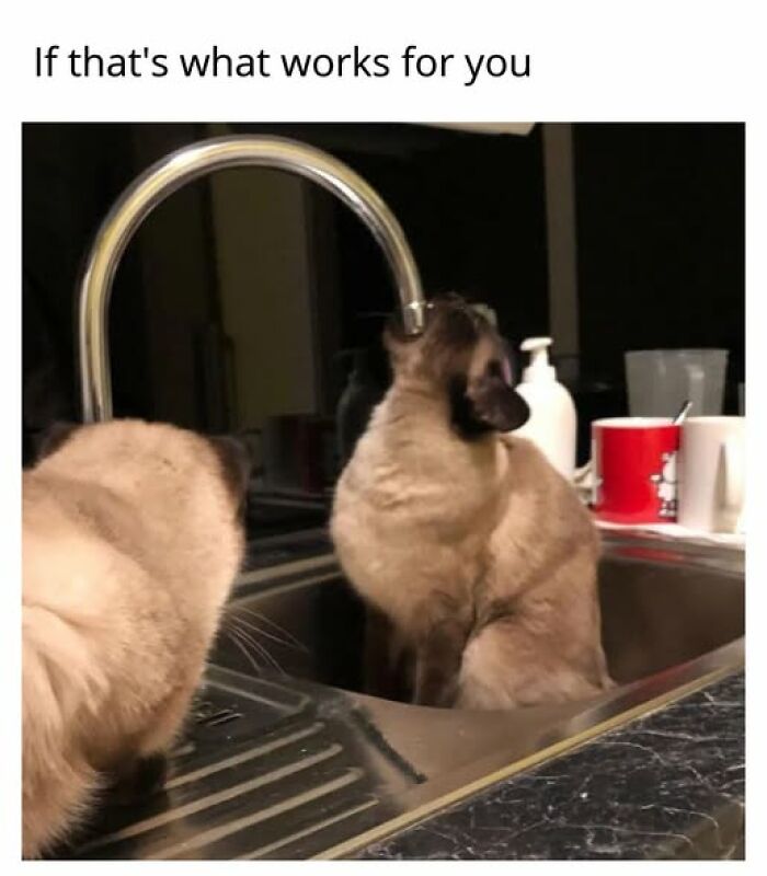 67 Entertaining Cat Memes That Prove The World Would Be A Boring Place Without Them