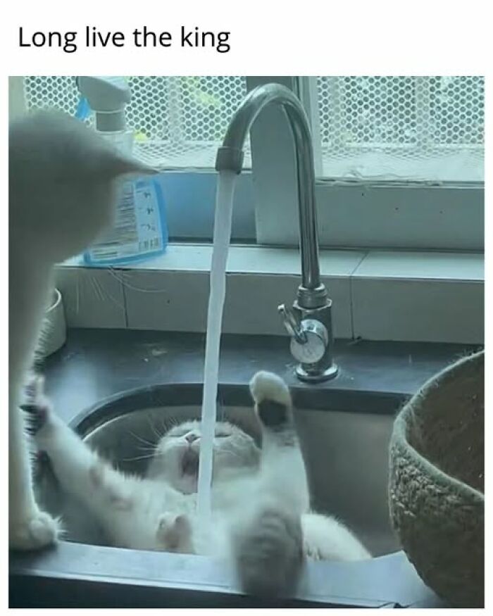 67 Entertaining Cat Memes That Prove The World Would Be A Boring Place Without Them