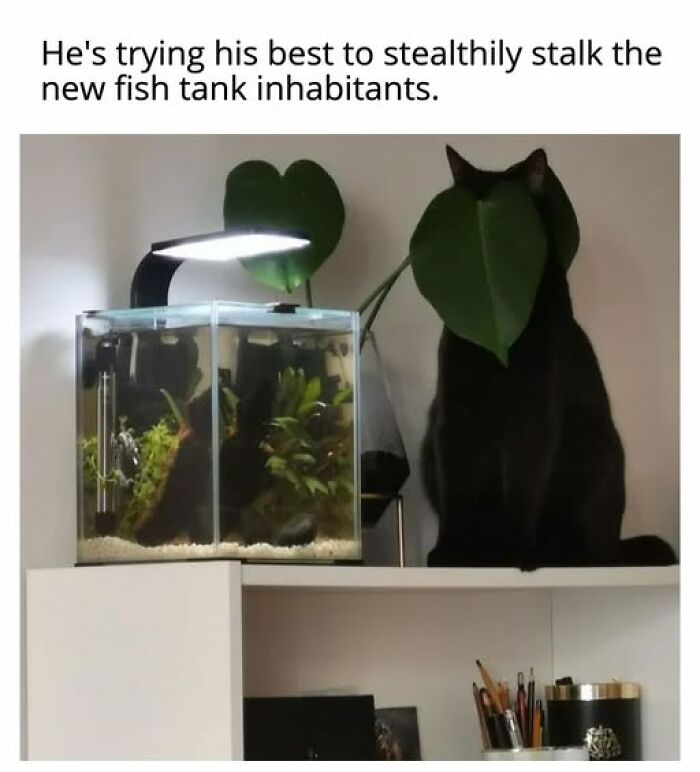 67 Entertaining Cat Memes That Prove The World Would Be A Boring Place Without Them