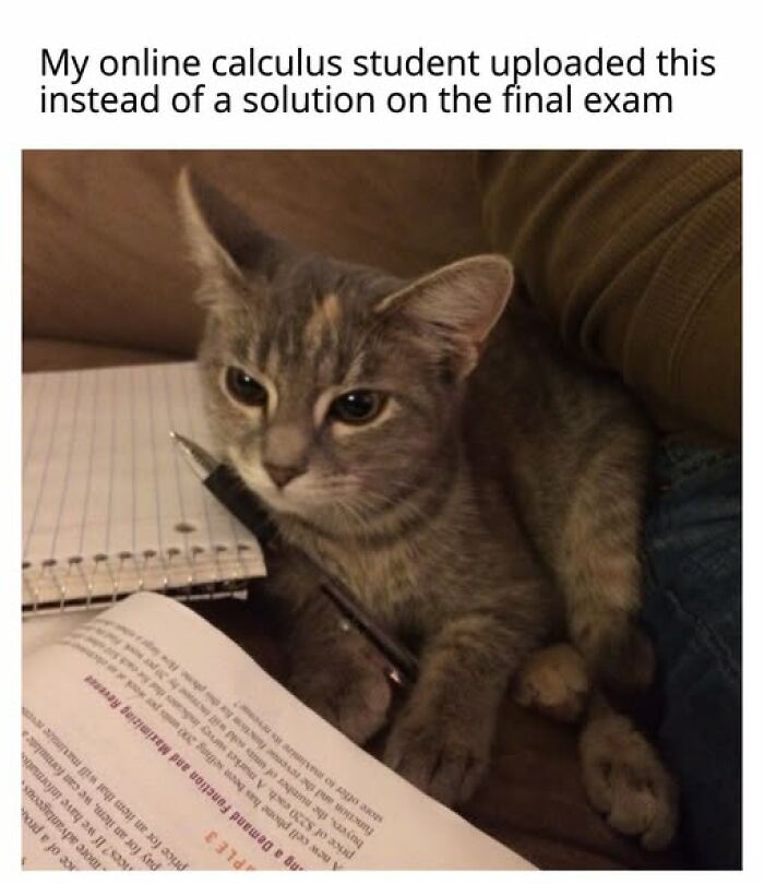 67 Entertaining Cat Memes That Prove The World Would Be A Boring Place Without Them