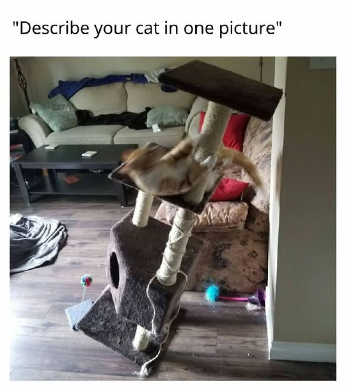 67 Entertaining Cat Memes That Prove The World Would Be A Boring Place Without Them