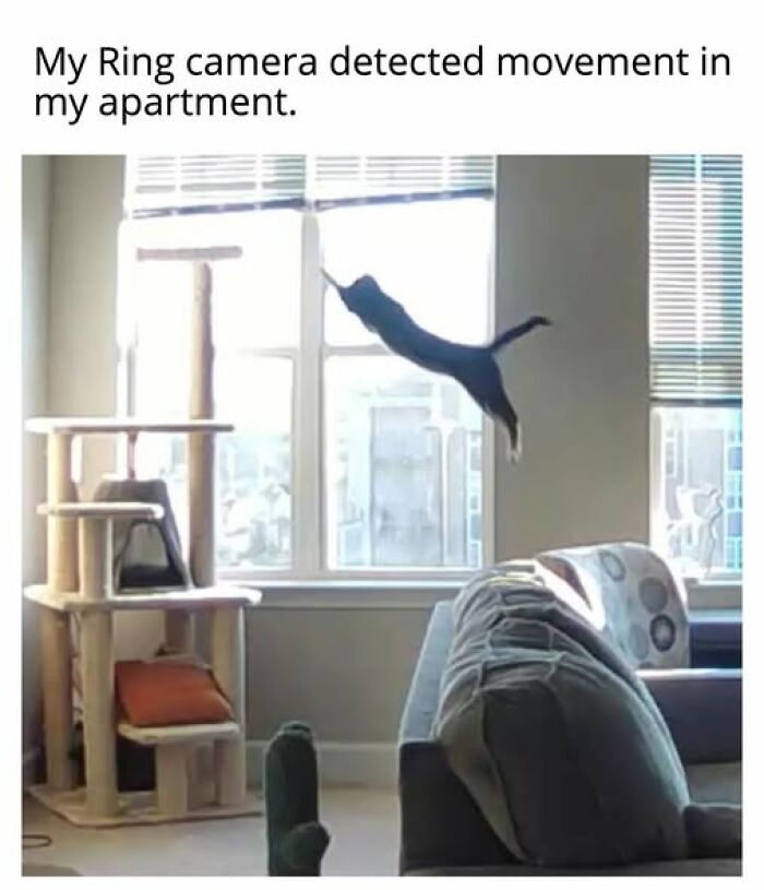 67 Entertaining Cat Memes That Prove The World Would Be A Boring Place Without Them