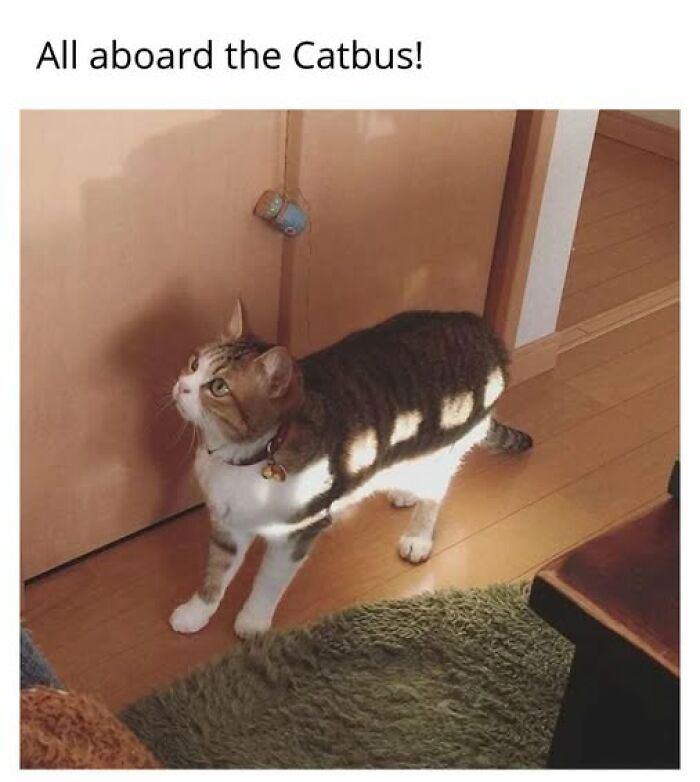 67 Entertaining Cat Memes That Prove The World Would Be A Boring Place Without Them