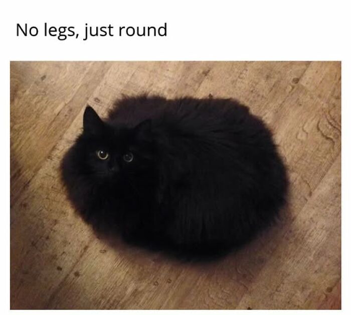 67 Entertaining Cat Memes That Prove The World Would Be A Boring Place Without Them