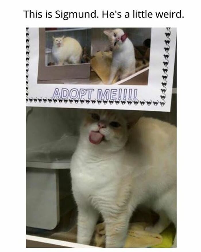 67 Entertaining Cat Memes That Prove The World Would Be A Boring Place Without Them