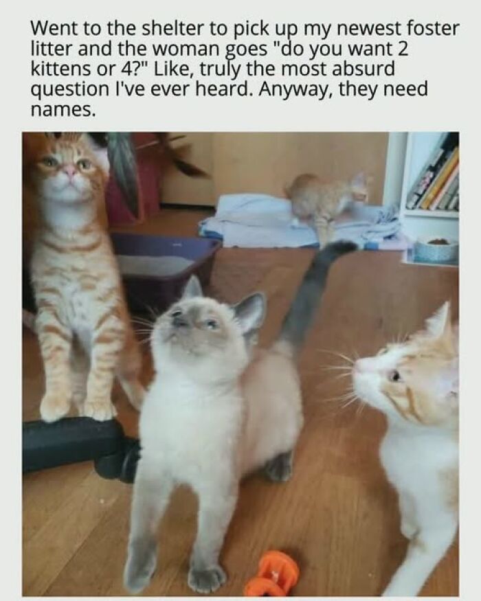 67 Entertaining Cat Memes That Prove The World Would Be A Boring Place Without Them