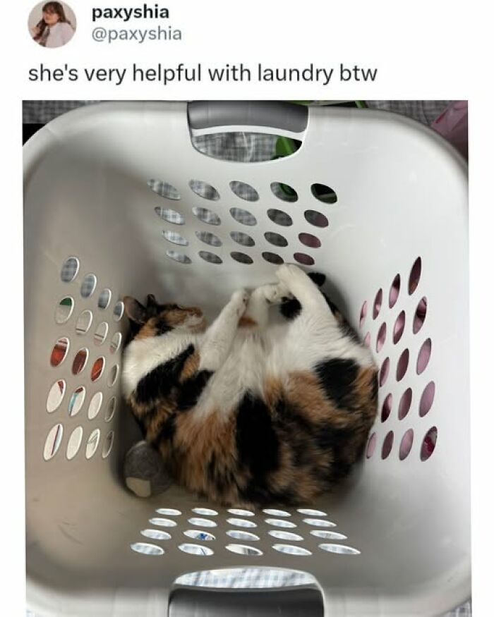 67 Entertaining Cat Memes That Prove The World Would Be A Boring Place Without Them