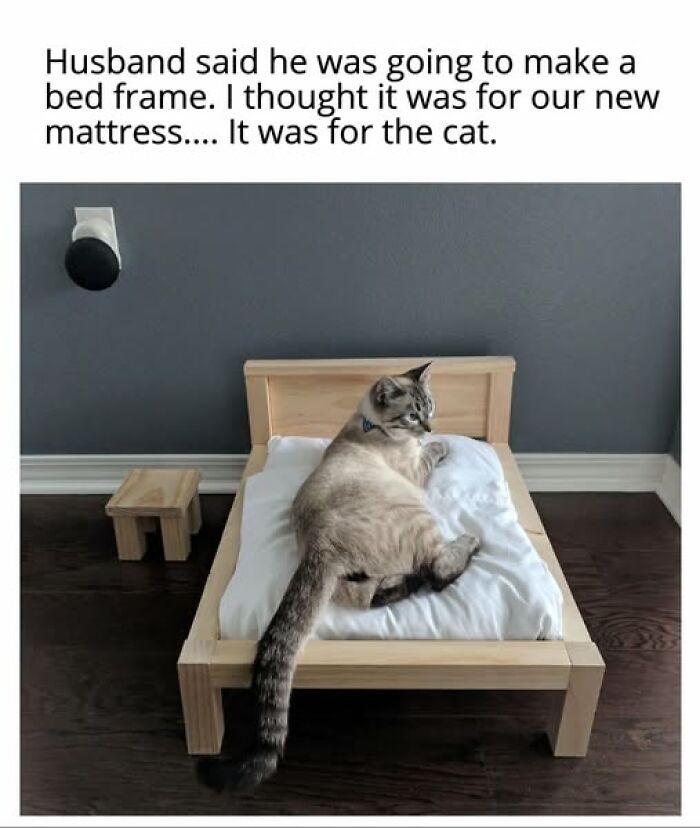 67 Entertaining Cat Memes That Prove The World Would Be A Boring Place Without Them