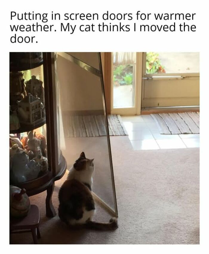 67 Entertaining Cat Memes That Prove The World Would Be A Boring Place Without Them
