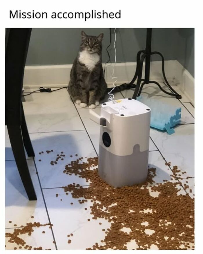 67 Entertaining Cat Memes That Prove The World Would Be A Boring Place Without Them