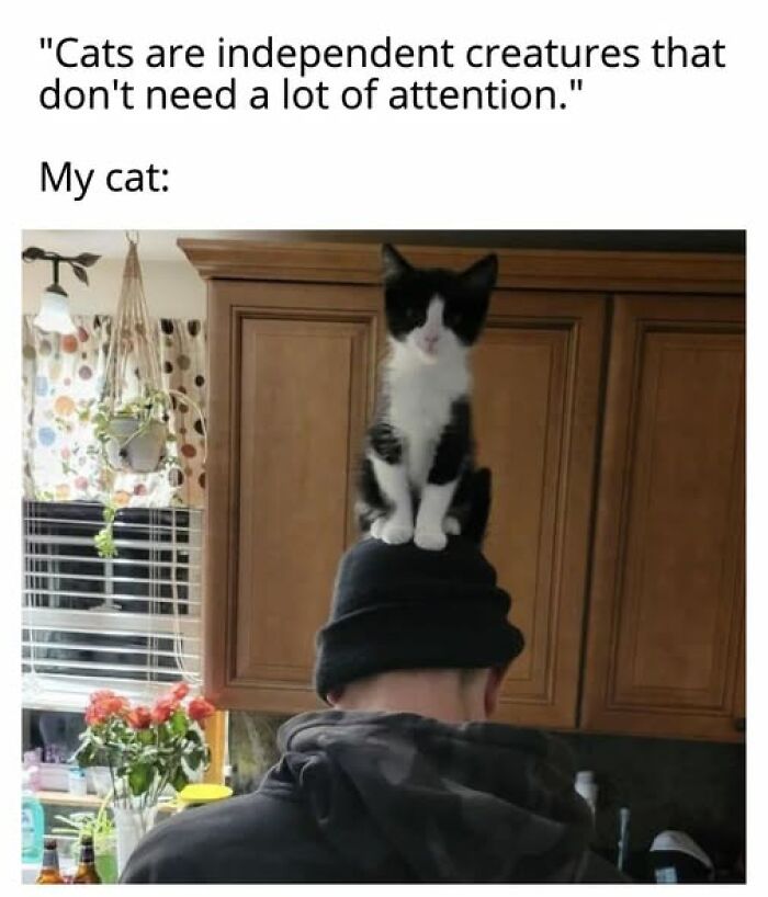 67 Entertaining Cat Memes That Prove The World Would Be A Boring Place Without Them