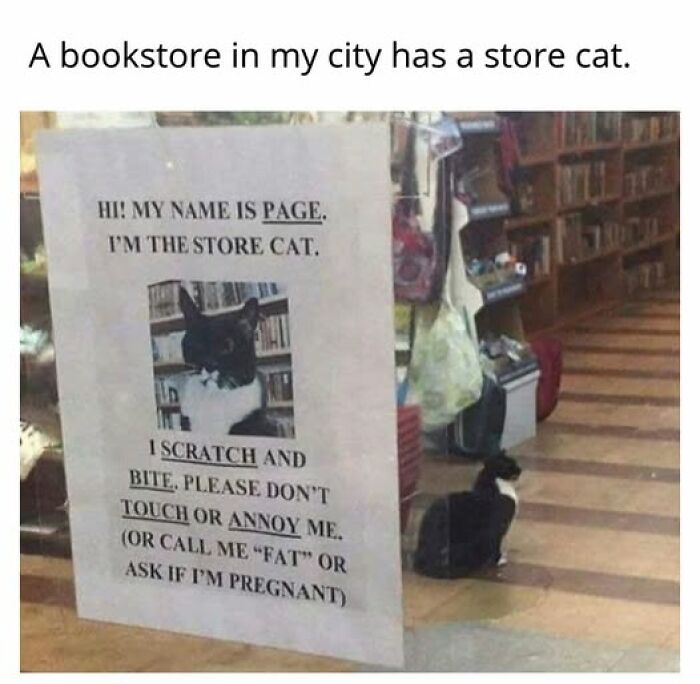 67 Entertaining Cat Memes That Prove The World Would Be A Boring Place Without Them
