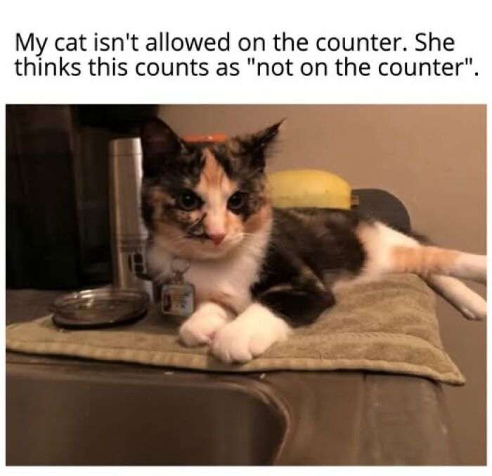 67 Entertaining Cat Memes That Prove The World Would Be A Boring Place Without Them