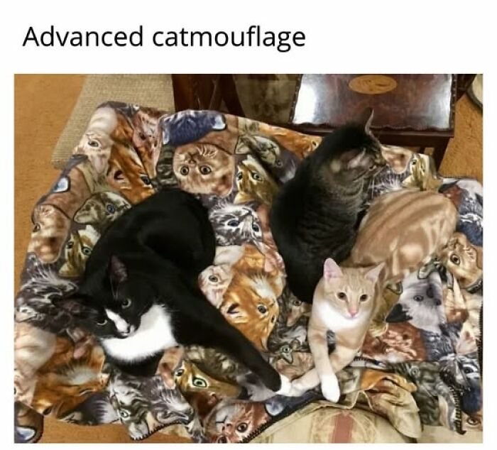 67 Entertaining Cat Memes That Prove The World Would Be A Boring Place Without Them