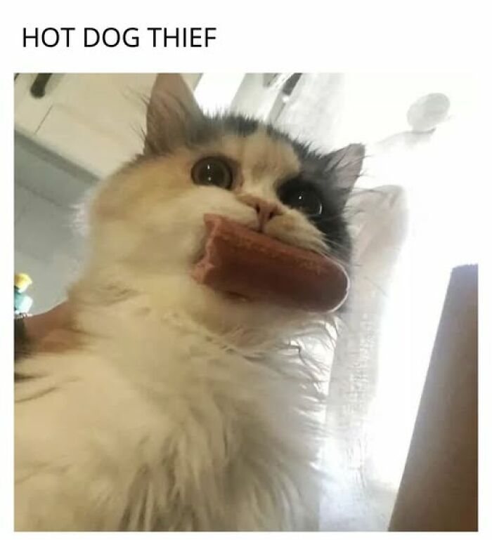 67 Entertaining Cat Memes That Prove The World Would Be A Boring Place Without Them