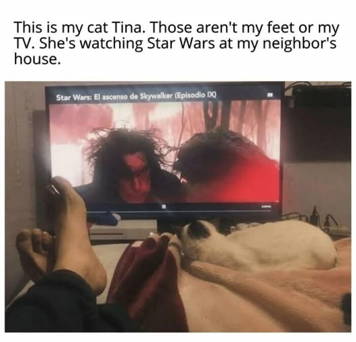 67 Entertaining Cat Memes That Prove The World Would Be A Boring Place Without Them