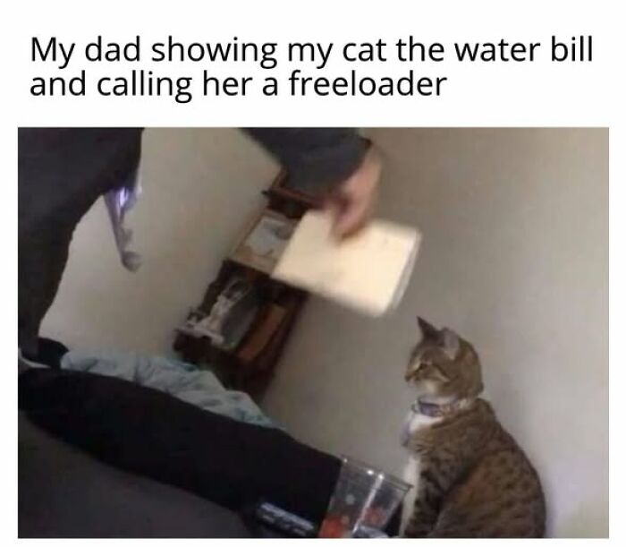 67 Entertaining Cat Memes That Prove The World Would Be A Boring Place Without Them