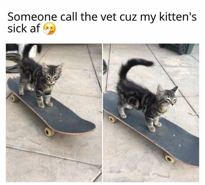 67 Entertaining Cat Memes That Prove The World Would Be A Boring Place Without Them