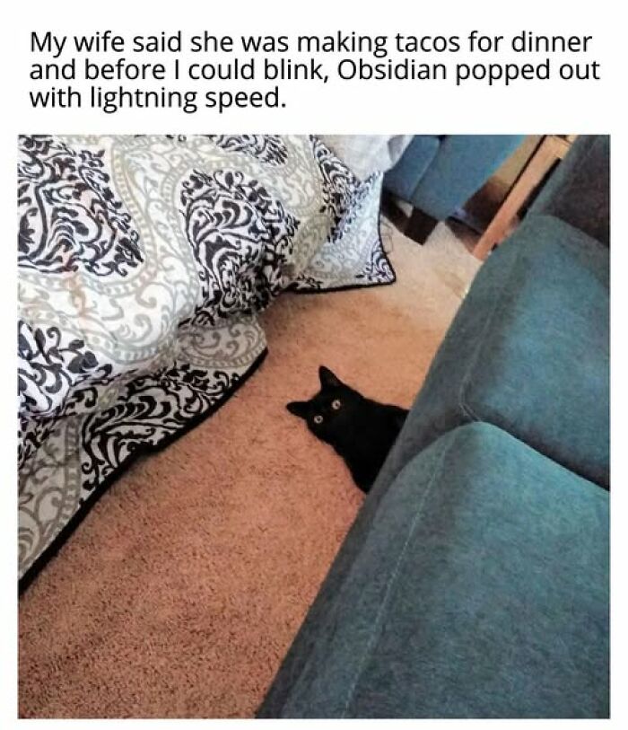 67 Entertaining Cat Memes That Prove The World Would Be A Boring Place Without Them