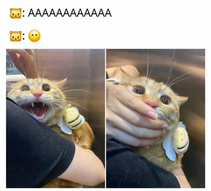 67 Entertaining Cat Memes That Prove The World Would Be A Boring Place Without Them