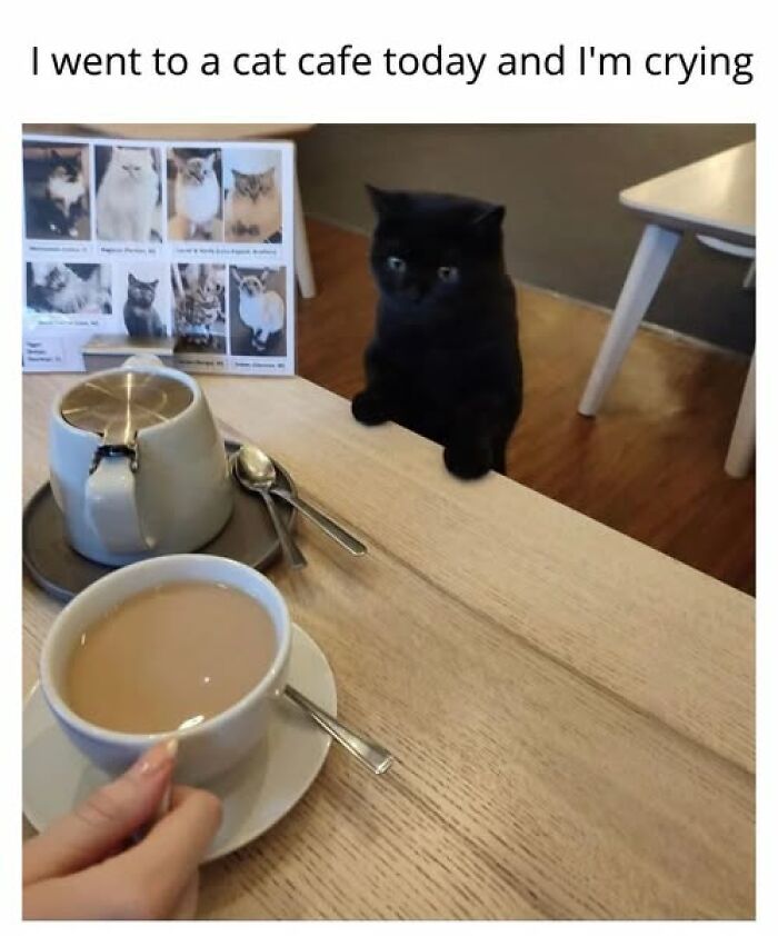 67 Entertaining Cat Memes That Prove The World Would Be A Boring Place Without Them